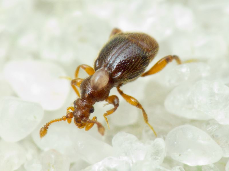 Bryaxis puncticollis (Denny, 1825)